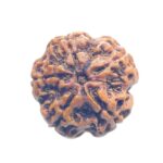 Collector 5 Mukhi Rudraksha Nepal - (24.45 MM)