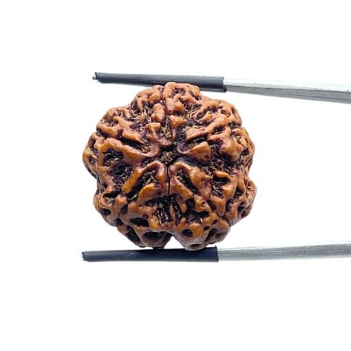 Collector 5 Mukhi Rudraksha Nepal - (24.45 MM)