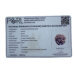 Collector 5 Mukhi Rudraksha Nepal - (24.45 MM)