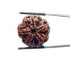 Collector 5 Mukhi Rudraksha Nepal - (24.58 MM)