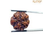 Collector 5 Mukhi Rudraksha Nepal - (24.58 MM)