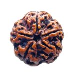 Collector 5 Mukhi Rudraksha Nepal - (24.58 MM)