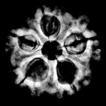 Collector 5 Mukhi Rudraksha Nepal - (24.58 MM)