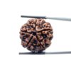 Collector 5 Mukhi Rudraksha Nepal - (24.70 MM)