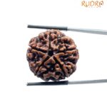 Collector 5 Mukhi Rudraksha Nepal - (24.70 MM)