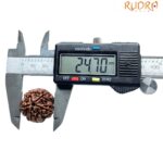 Collector 5 Mukhi Rudraksha Nepal - (24.70 MM)