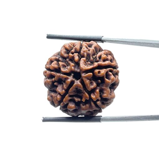 Collector 5 Mukhi Rudraksha Nepal - (24.70 MM)
