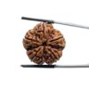 Collector 5 Mukhi Rudraksha Nepal - (24.75 MM)