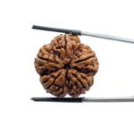 Collector 5 Mukhi Rudraksha Nepal - (24.75 MM)