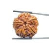 Collector 5 Mukhi Rudraksha Nepal - (24.75 MM)