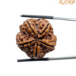 Collector 5 Mukhi Rudraksha Nepal - (24.75 MM)