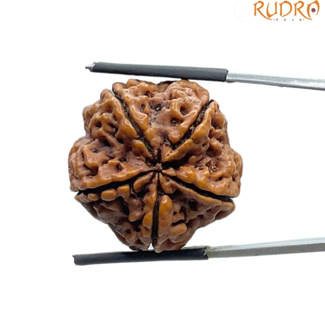Collector 5 Mukhi Rudraksha Nepal - (24.75 MM)