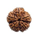 Collector 5 Mukhi Rudraksha Nepal - (24.75 MM)