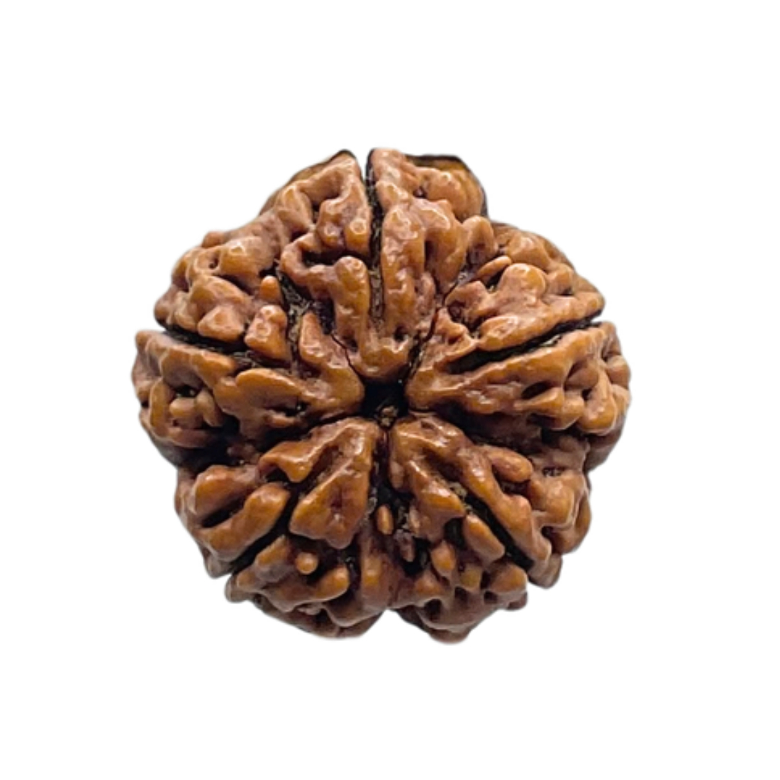 Collector 5 Mukhi Rudraksha Nepal - (24.75 MM)