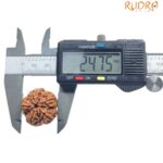 Collector 5 Mukhi Rudraksha Nepal - (24.75 MM)