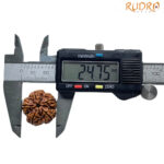 Collector 5 Mukhi Rudraksha Nepal - (24.75 MM)