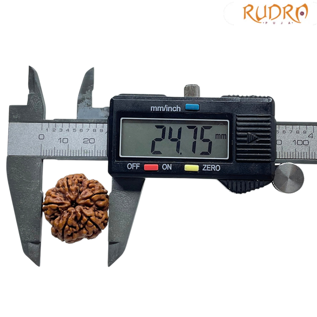 Collector 5 Mukhi Rudraksha Nepal - (24.75 MM)