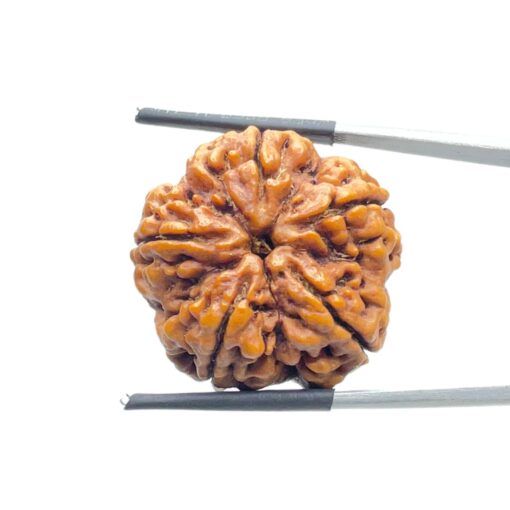 Collector 5 Mukhi Rudraksha Nepal - (24.75 MM)