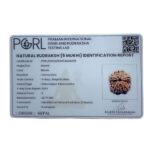 Collector 5 Mukhi Rudraksha Nepal - (24.75 MM)