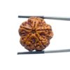 Collector 5 Mukhi Rudraksha Nepal - (24.82 MM)