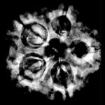 Collector 5 Mukhi Rudraksha Nepal - (24.82 MM)