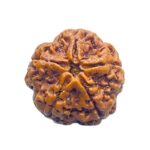 Collector 5 Mukhi Rudraksha Nepal - (24.82 MM)