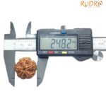 Collector 5 Mukhi Rudraksha Nepal - (24.82 MM)