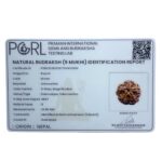 Collector 5 Mukhi Rudraksha Nepal - (24.82 MM)