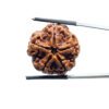 Collector 5 Mukhi Rudraksha Nepal - (24.82MM)