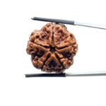 Collector 5 Mukhi Rudraksha Nepal - (24.82MM)