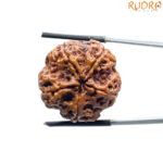 Collector 5 Mukhi Rudraksha Nepal - (24.82MM)