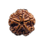 Collector 5 Mukhi Rudraksha Nepal - (24.82MM)