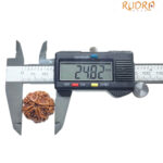 Collector 5 Mukhi Rudraksha Nepal - (24.82MM)