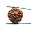 Collector 5 Mukhi Rudraksha Nepal - (25.00 MM)