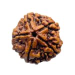 Collector 5 Mukhi Rudraksha Nepal - (25.00 MM)