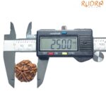 Collector 5 Mukhi Rudraksha Nepal - (25.00 MM)