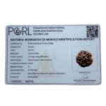 Collector 5 Mukhi Rudraksha Nepal - (25.00 MM)