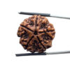 Collector 5 Mukhi Rudraksha Nepal - (25.35 MM)