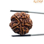 Collector 5 Mukhi Rudraksha Nepal - (25.35 MM)