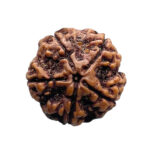Collector 5 Mukhi Rudraksha Nepal - (25.35 MM)