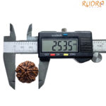 Collector 5 Mukhi Rudraksha Nepal - (25.35 MM)