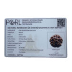 Collector 5 Mukhi Rudraksha Nepal - (25.35 MM)