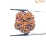 Collector 5 Mukhi Rudraksha Nepal - (25.44 MM)