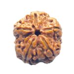 Collector 5 Mukhi Rudraksha Nepal - (25.44 MM)