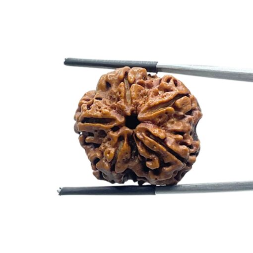 Collector 5 Mukhi Rudraksha Nepal - (25.44 MM)