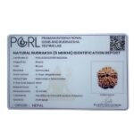 Collector 5 Mukhi Rudraksha Nepal - (25.44 MM)