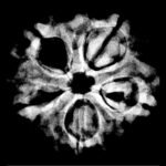 Collector 5 Mukhi Rudraksha Nepal - (25.65 MM)