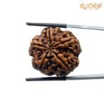 Collector-5-Mukhi-Rudraksha-Nepal-25.65-MM-MP-C.jpg