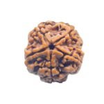Collector-5-Mukhi-Rudraksha-Nepal-25.65-MM-FP-C.jpg