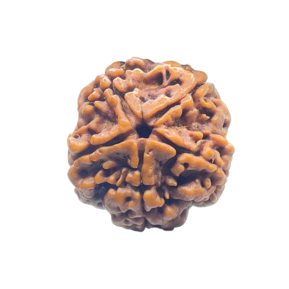 Collector-5-Mukhi-Rudraksha-Nepal-25.65-MM-FP-C.jpg